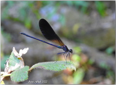 Calopteryx haemorrhoidalis