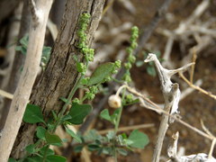 Chenopodium phillipsianum