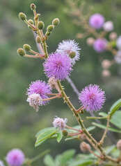 Mimosa albida albida