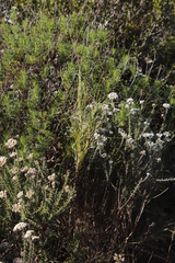 Pseudopentameris macrantha