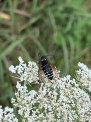 Vespula consobrina