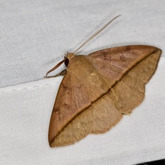 Ugia purpurea