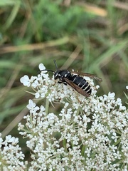 Vespula consobrina