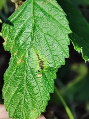 Xenodidymella applanata