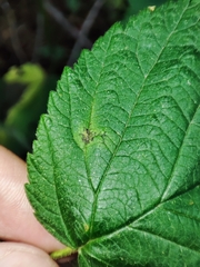Xenodidymella applanata
