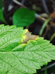 Xenodidymella applanata