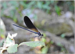 Calopteryx haemorrhoidalis