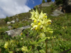 Rhinanthus glacialis