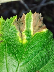 Xenodidymella applanata
