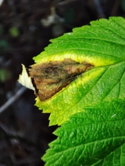 Xenodidymella applanata