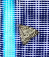 Evergestis sophialis