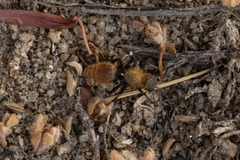 Dasymutilla coccineohirta