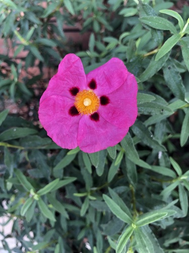 Cistus ×purpureus iNat (1)