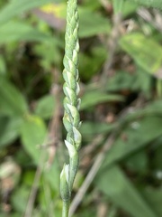 Spiranthes lacera