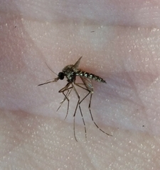 Aedes taeniorhynchus