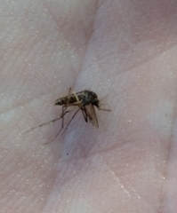 Aedes taeniorhynchus