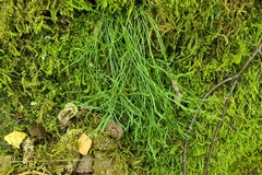 Asplenium septentrionale