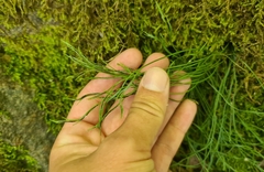 Asplenium septentrionale