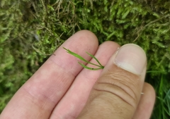 Asplenium septentrionale