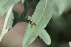 Zonosemata vittigera