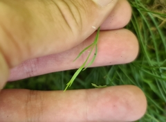 Asplenium septentrionale