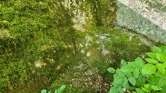 Asplenium septentrionale