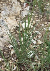 Pseudopodospermum strictum