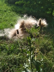 Cirsium arvense