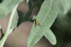 Zonosemata vittigera