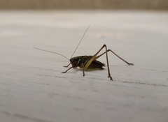 Metrioptera brachyptera