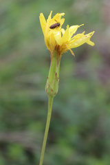 Pseudopodospermum strictum