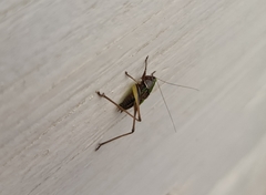 Metrioptera brachyptera