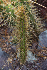 Corryocactus erectus