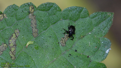 Attelabinae