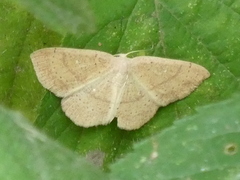 Cyclophora punctaria