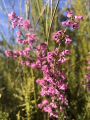 Erica melanthera