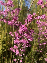 Erica melanthera