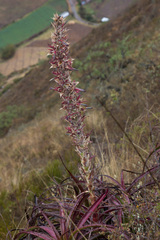 Puya densiflora