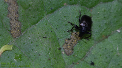 Attelabinae