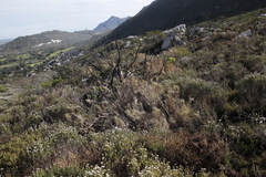 Pseudopentameris macrantha