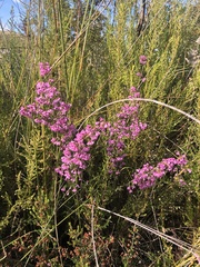 Erica melanthera