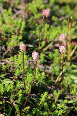 Tofieldia coccinea