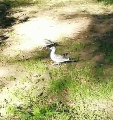 Chroicocephalus ridibundus