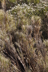 Pseudopentameris macrantha