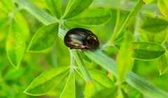 Chrysolina americana