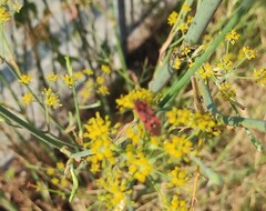 Spilostethus pandurus