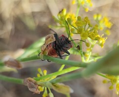 Spilostethus pandurus