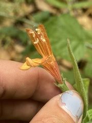 Clinopodium mimuloides