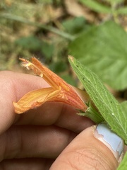 Clinopodium mimuloides