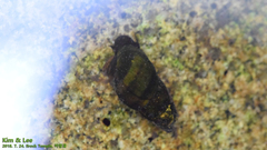 Semisulcospira